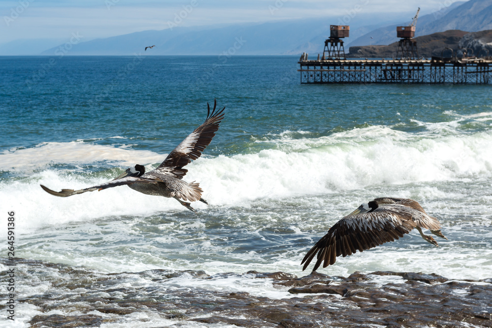 Naklejka premium Brown pelicans in the old pier of Taltal, Chile