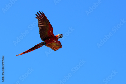 Scarlet Macaw in flight © jtplatt