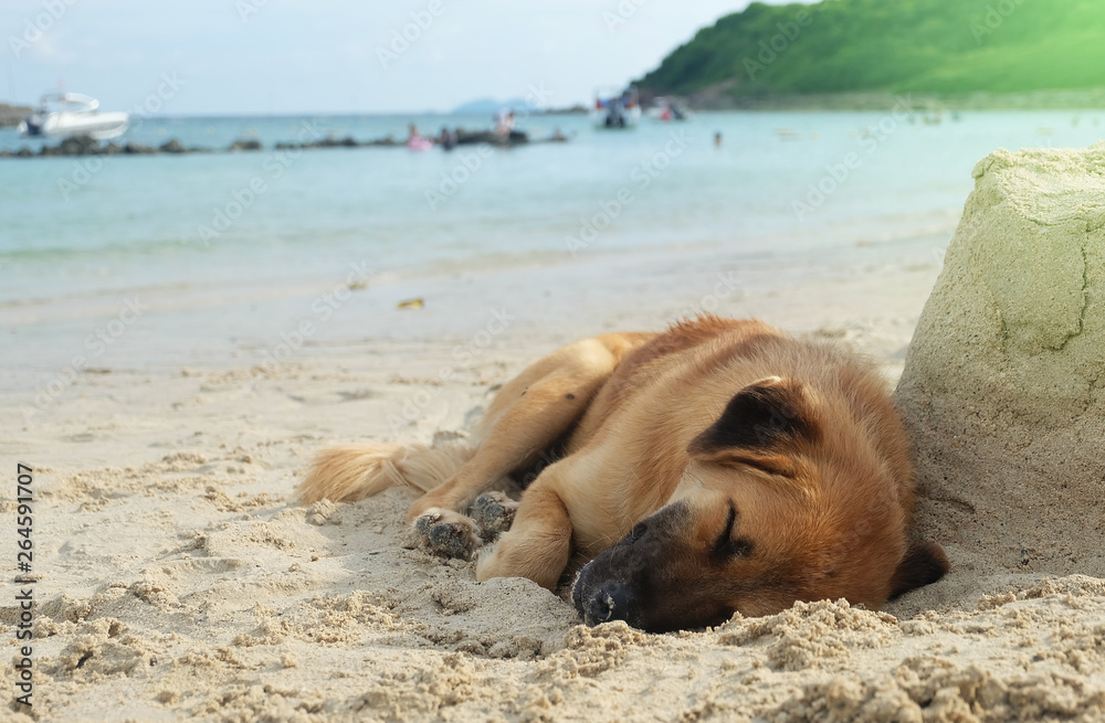 Brown dog sleeping happily at the beach.