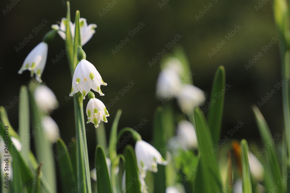 Obraz premium 野に咲く花