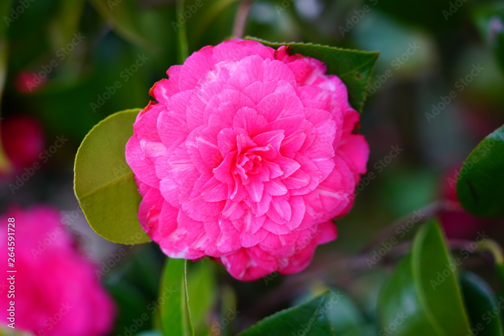 Obraz premium A pink camelia japonica flower in bloom