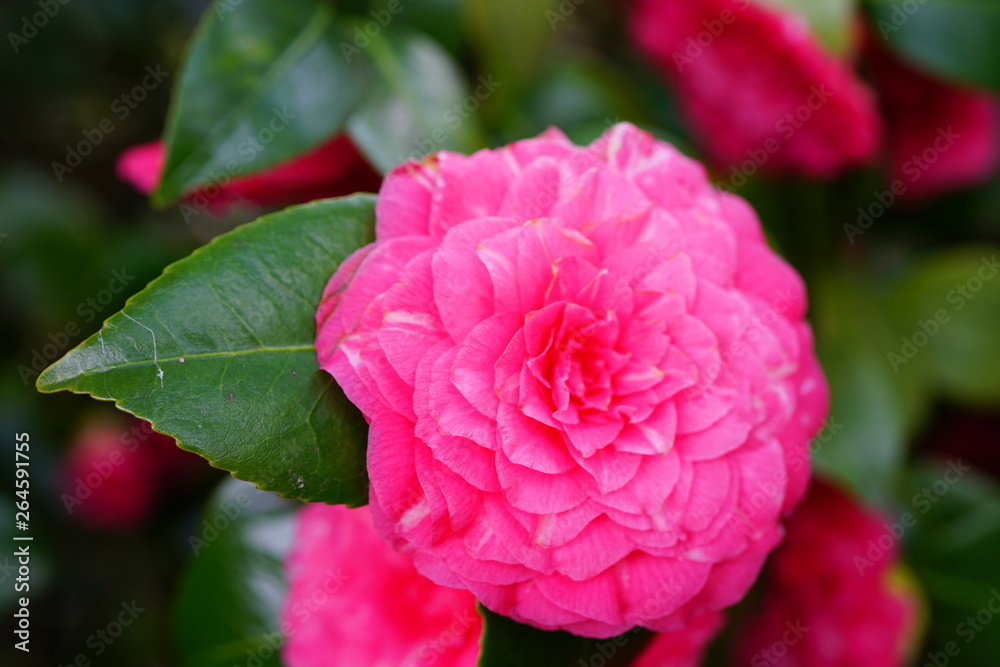 Obraz premium A pink camelia japonica flower in bloom