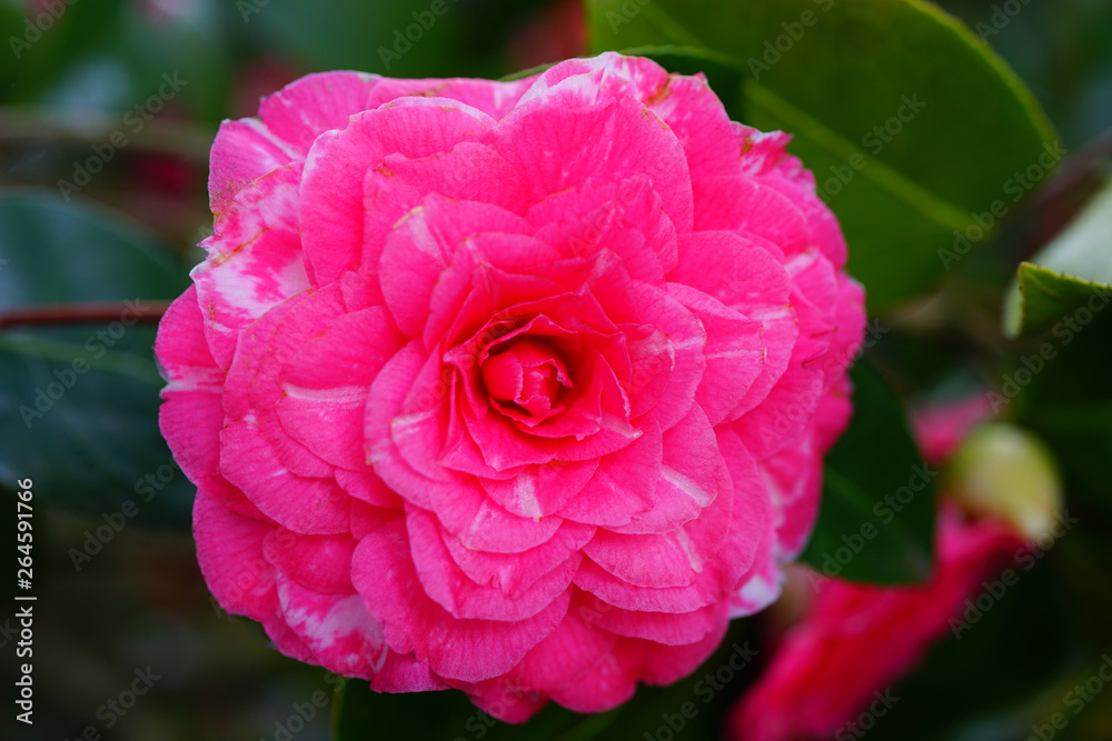 A pink camelia japonica flower in bloom A pink camelia japonica flower in bloom