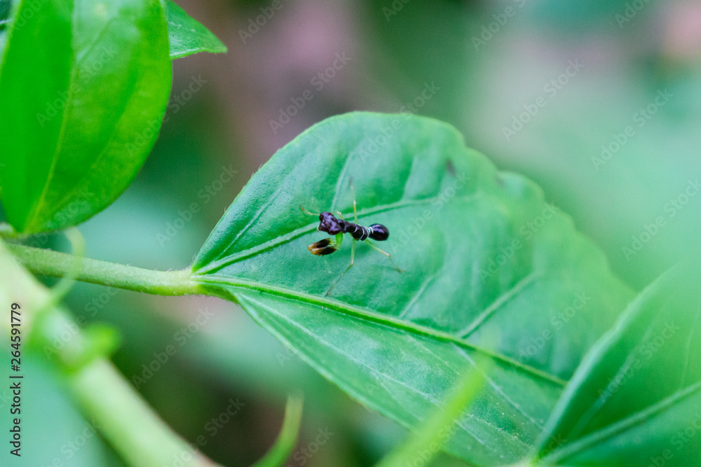 A close up of a black praying mantis with white strips on a leaf. A close up of a black praying mantis with white strips on a leaf.