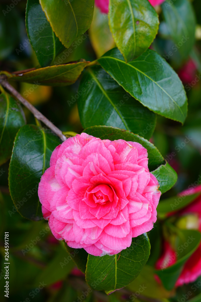 A pink camelia japonica flower in bloom foto de Stock | Adobe Stock