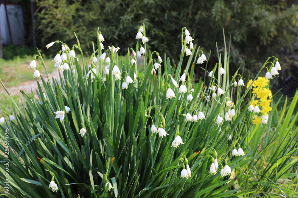 Obraz premium 野に咲く花