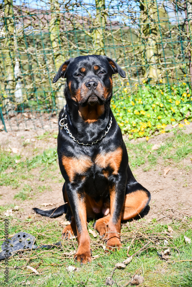 Portrait of sitting young Rottweiler in garden