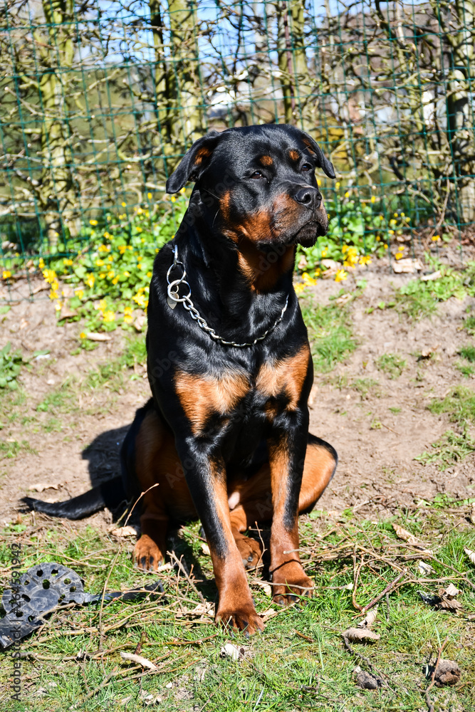 Portrait of sitting young Rottweiler with slightly turned head turned Portrait of sitting young Rottweiler with slightly turned head turned