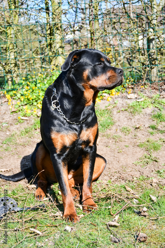 Portrait of sitting young Rottweiler with head turned away Portrait of sitting young Rottweiler with head turned away