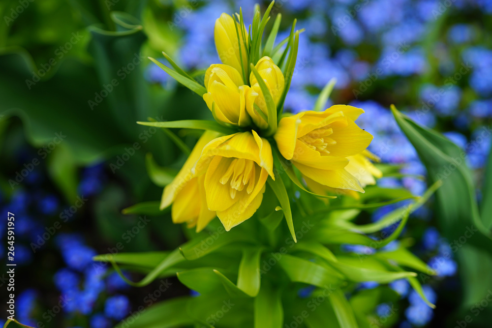 Fototapeta premium Yellow Fritillaria Imperialis lily (Crown Imperial flower) in the spring