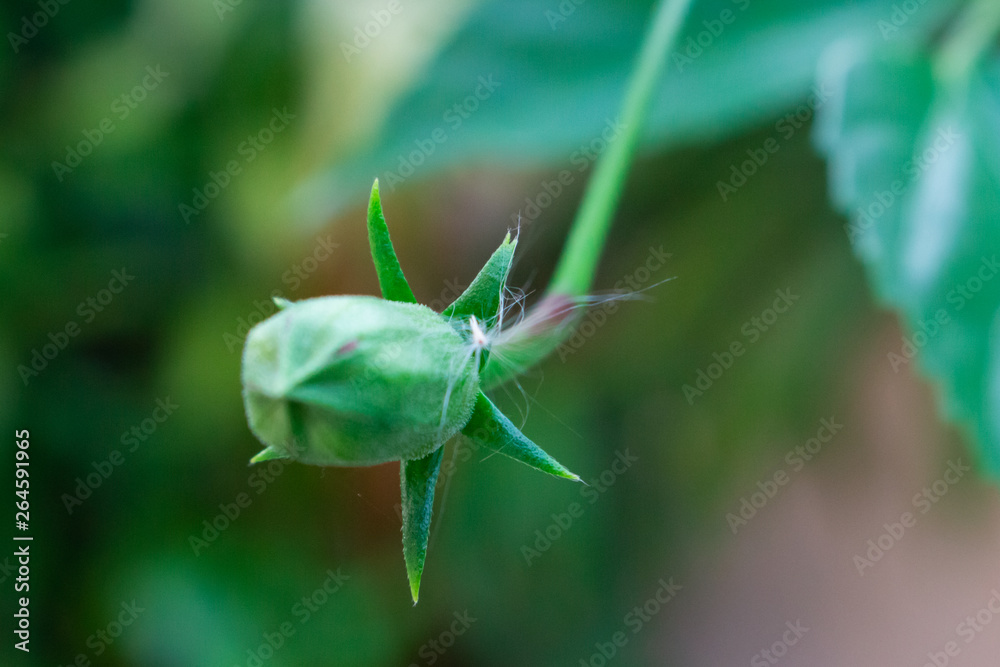 Fototapeta premium dandelion-like fluffy bits of the seed of desert rose (Adenium) flower sticks to the flower bud of a Hibiscus plant with vegetation background.