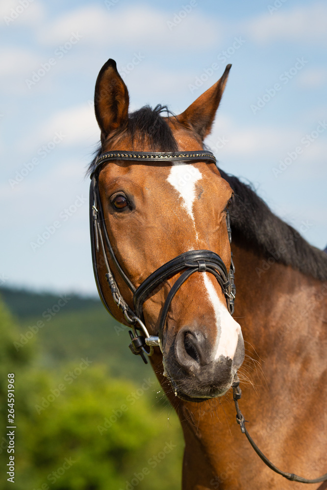 Horse brown in the pasture with reins and bridle in head portrait.. Horse brown in the pasture with reins and bridle in head portrait..