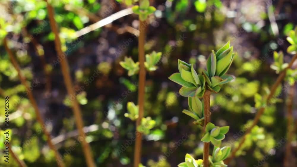 Green dwarf Lilac, Syringa Pixie propagated plants in a nursery, close up sliding shot Green dwarf Lilac, Syringa Pixie propagated plants in a nursery, close up sliding shot
