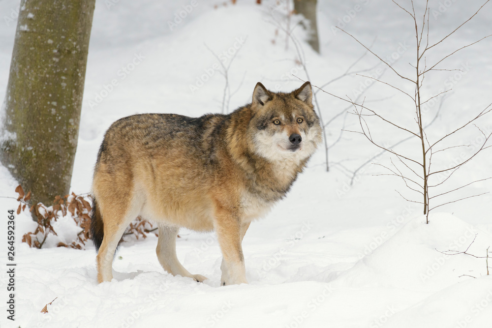Fototapeta premium Wolf