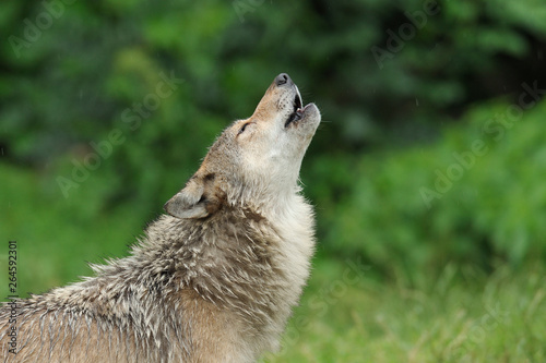 Howling Wolf, Canis lupus, Germany, Europe © Ana Gram