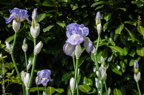 Iris en fleurs