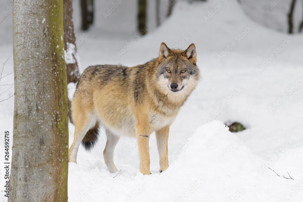 Wolf Wolf