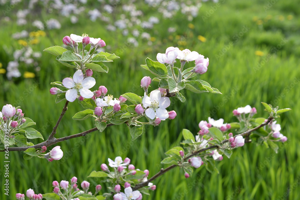 Blossoming apple trees in the botanical orchard image Blossoming apple trees in the botanical orchard image