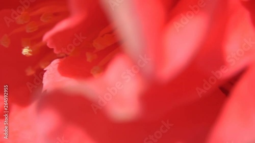 Big red rose on green dark background. Nature outdoor macro