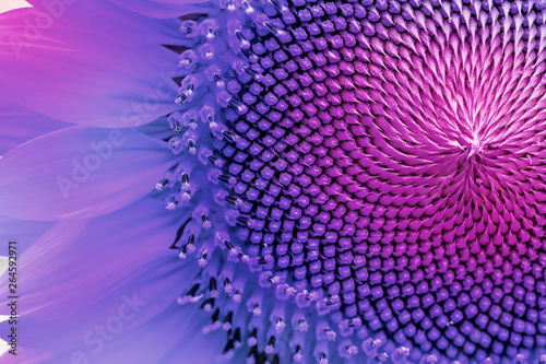 Colored sunflower, macro on flower, beautiful abstract background.
