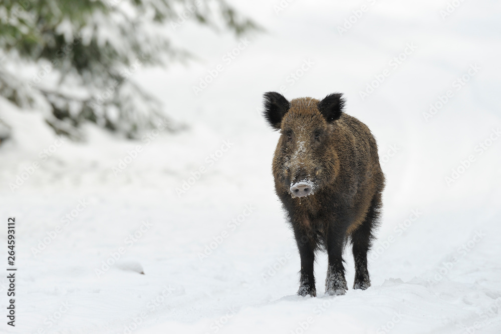 Wild boar (Sus scrofa), Germany, Europe