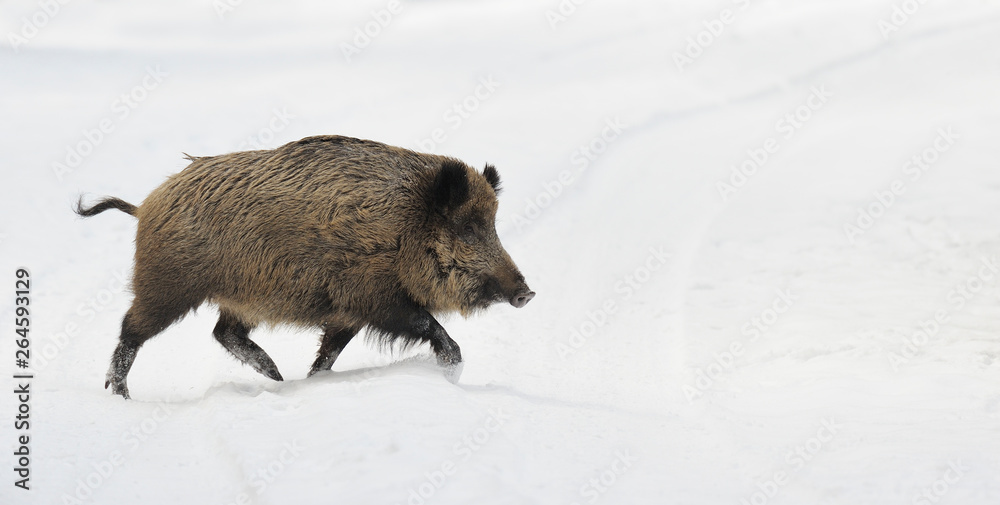 Wild boar (Sus scrofa), Germany, Europe Wild boar (Sus scrofa), Germany, Europe