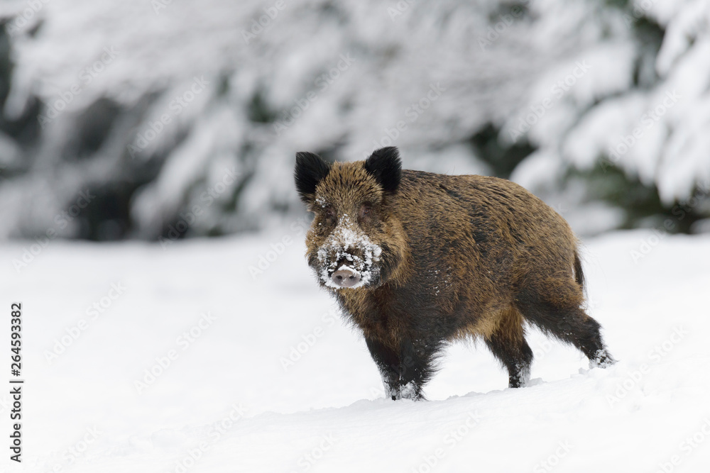 Wild boar, Sus scrofa, Germany, Europe Wild boar, Sus scrofa, Germany, Europe