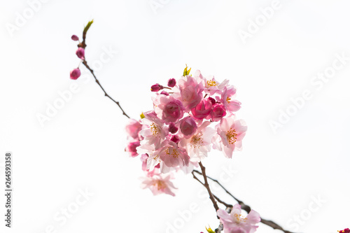 Cherry blossom in spring for background or copy space for text