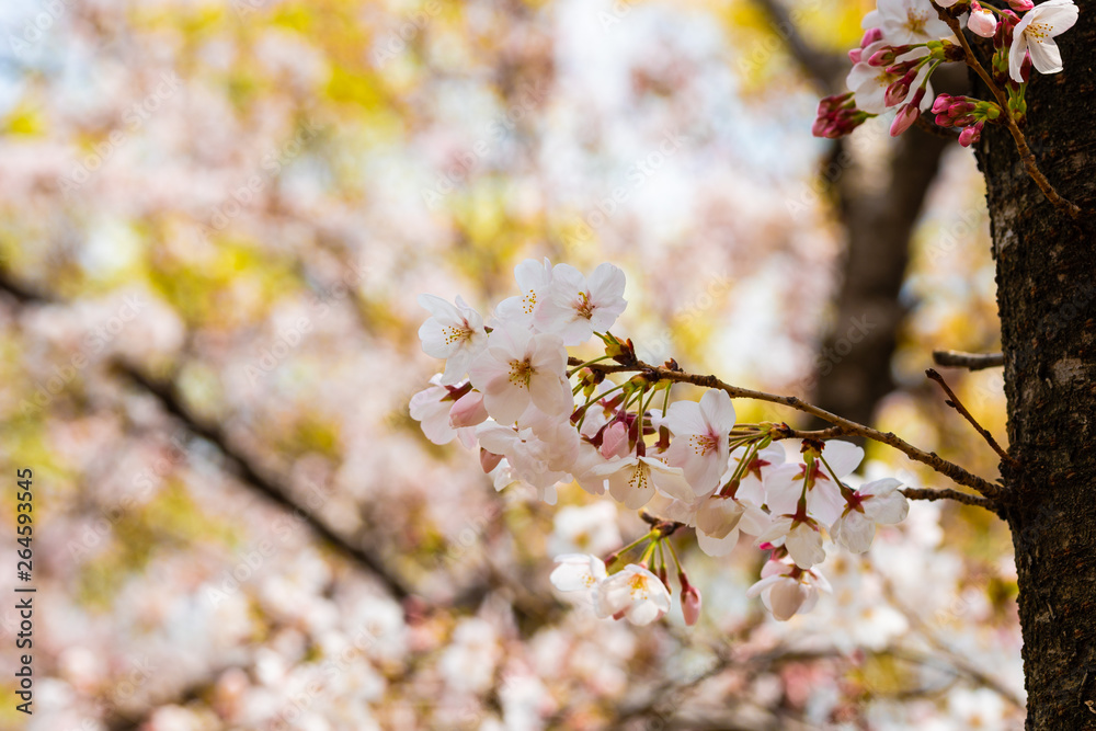 Cherry blossom in spring for background or copy space for text Cherry blossom in spring for background or copy space for text