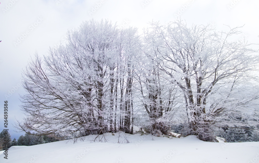 Southern Italy pines, beeches and firs forest at winter time covered by snow, in the Sila National Park, Calabria Southern Italy pines, beeches and firs forest at winter time covered by snow, in the Sila National Park, Calabria