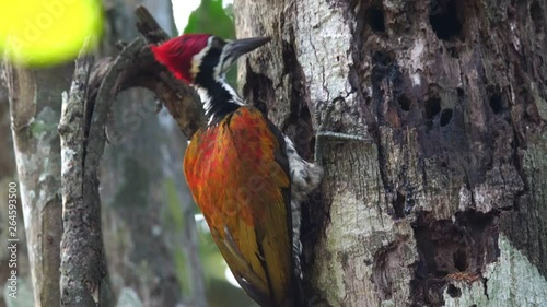 Greater flameback woodpecker drilling bark tree finding food like insect in nature., Zoom out.