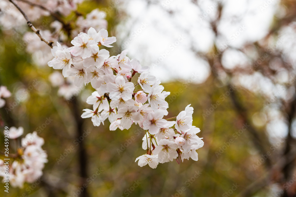 Cherry blossom in spring for background or copy space for text Cherry blossom in spring for background or copy space for text