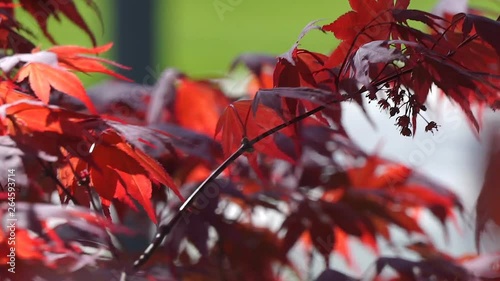 Red maple tree foliage under sunlight background. Red Sunset tree