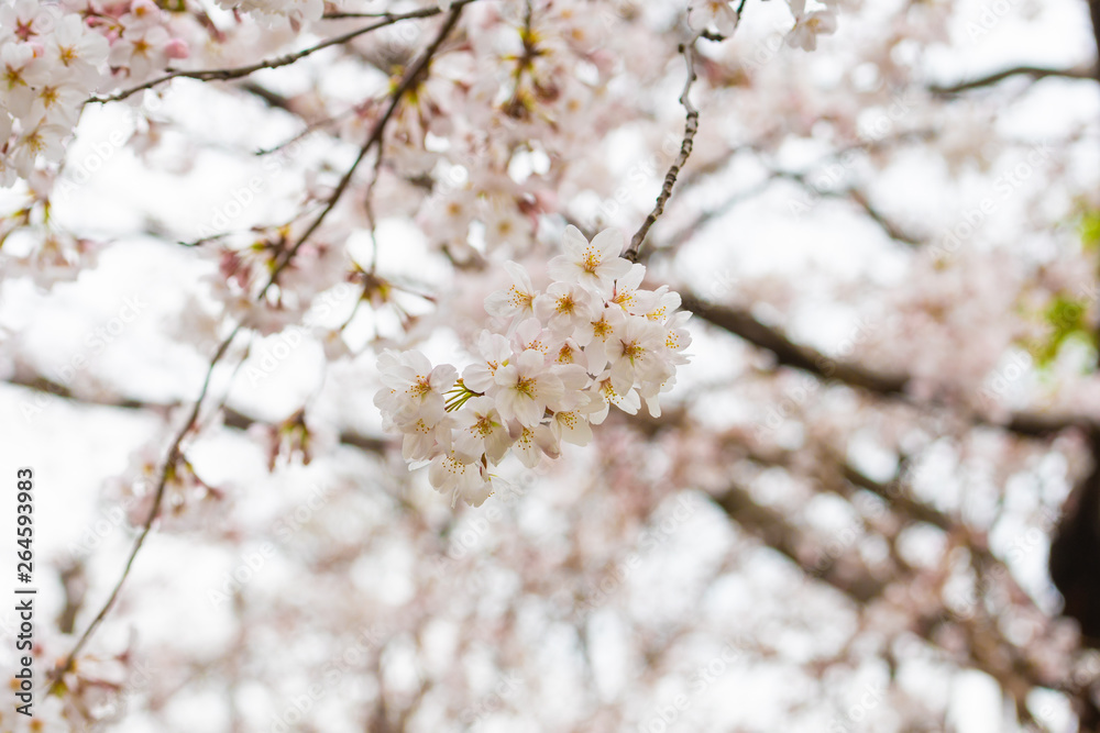 Cherry blossom in spring for background or copy space for text Cherry blossom in spring for background or copy space for text
