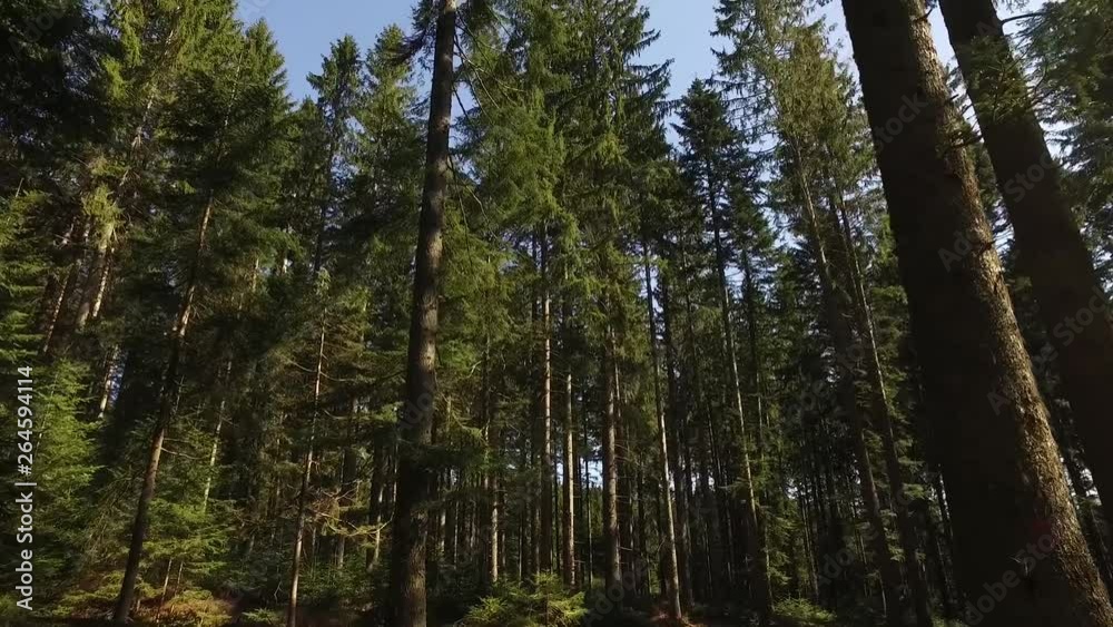 forest walking