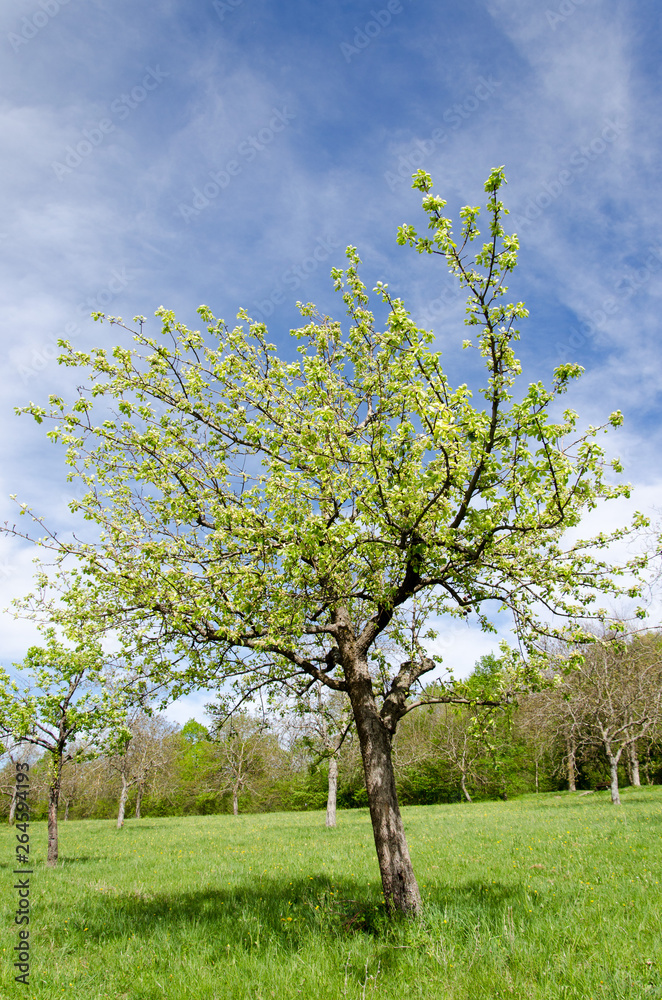 Fototapeta premium Obstbaum im Frühling, gegen blauen Himmel vor der Blüte