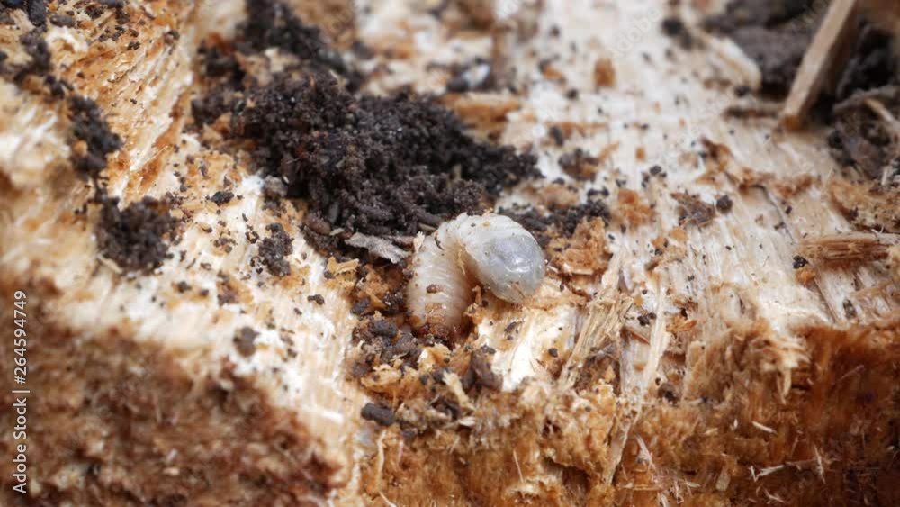 The larva of a cockchafer in wood bark in the early spring The larva of a cockchafer in wood bark in the early spring