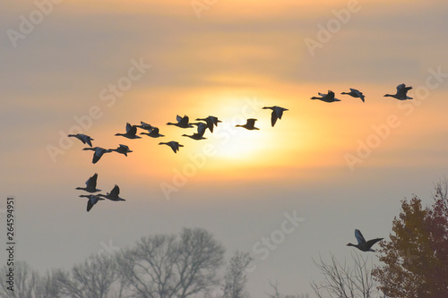 Greylag geese at sunrise  Germany  Europe