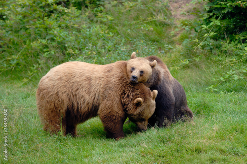 European Brown Bears, Bavarian Forest National Park, Bavaria, Germany, Europe