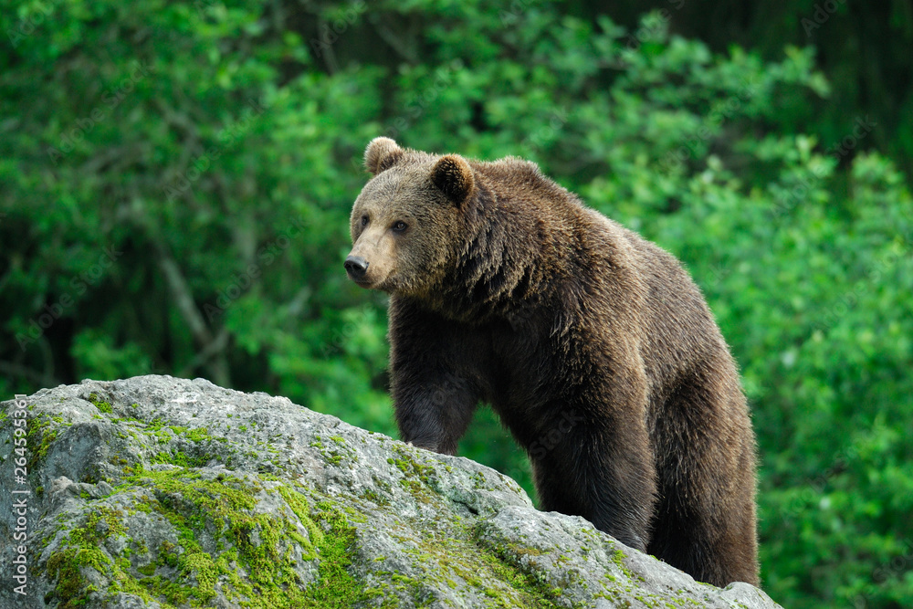 European Brown Bear, Bavarian Forest National Park, Bavaria, Germany, Europe European Brown Bear, Bavarian Forest National Park, Bavaria, Germany, Europe