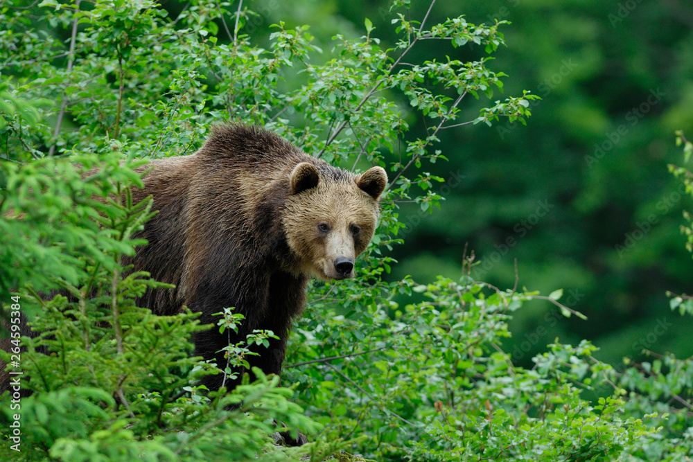 European Brown Bear, Europe