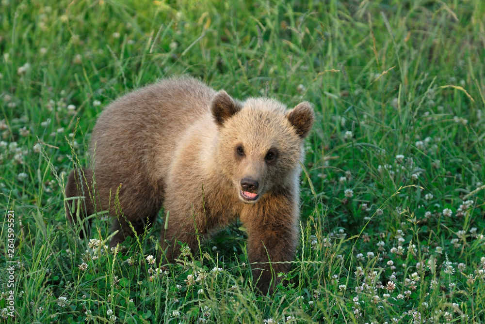 Young European Brown Bear, Europe Young European Brown Bear, Europe