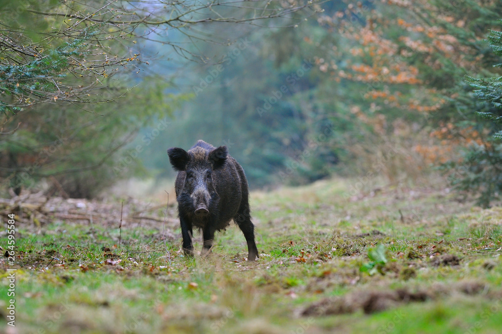 Wild boar (Sus scrofa), Germany, Europe Wild boar (Sus scrofa), Germany, Europe