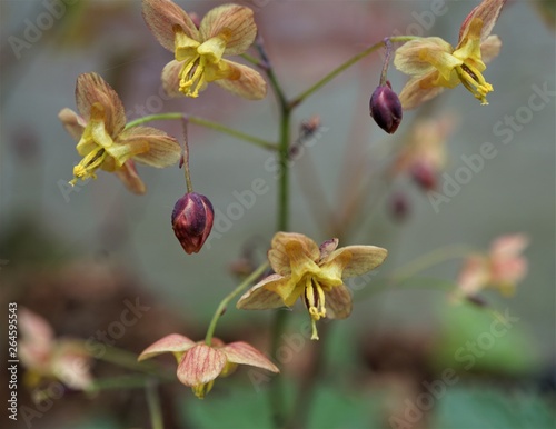 Epimedium Black Sea