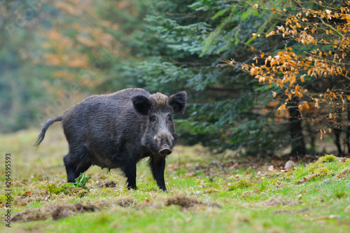 Wild boar (Sus scrofa), Germany, Europe photo