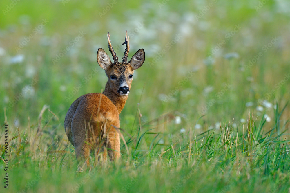 Western roe deer (Capreolus capreolus) in summer, Germany, Europe