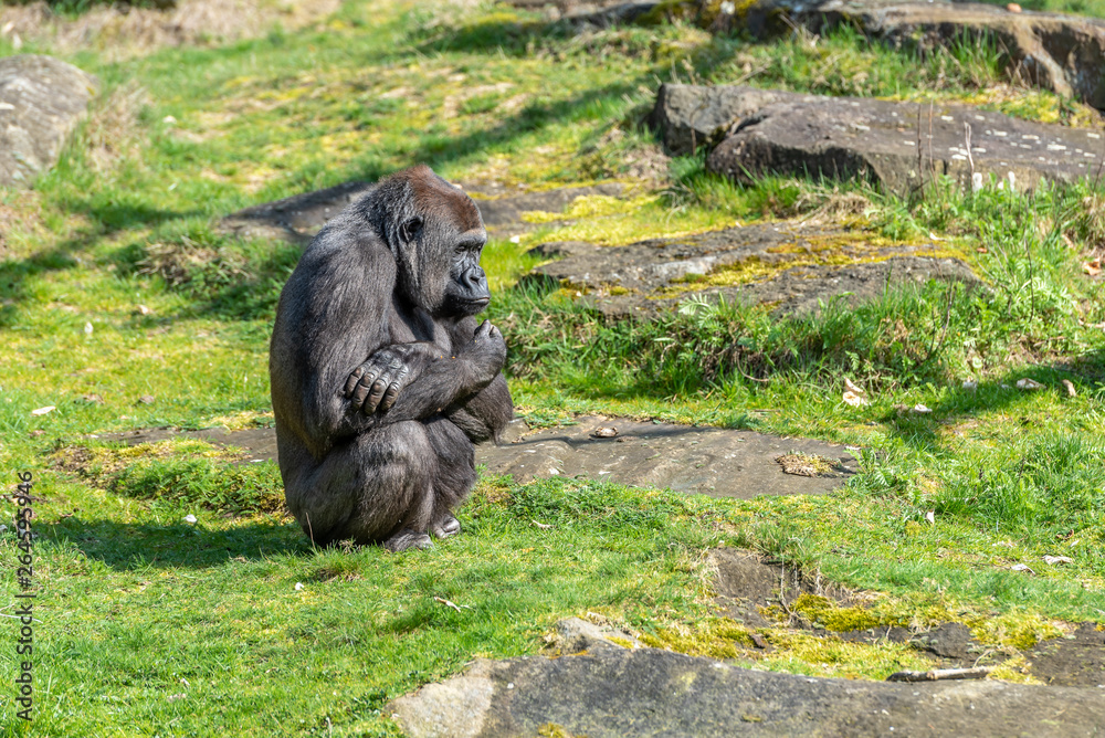 female gorilla is waiting for food