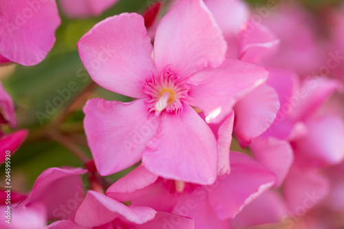 light pink oleander blooming bunch close up