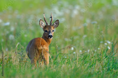 Western roe deer  Capreolus capreolus  in summer  Germany  Europe