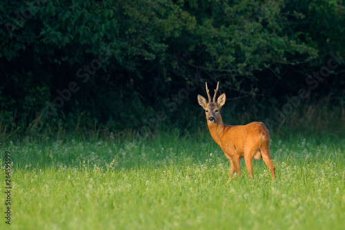 Fototapeta Naklejka Na Ścianę i Meble -  Western roe deer (Capreolus capreolus) in summer, Germany, Europe